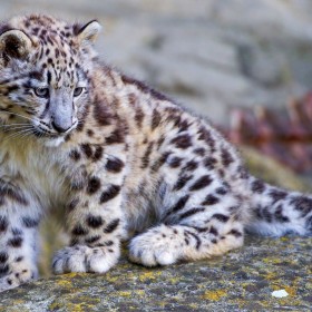 Welsh Mountain Zoo